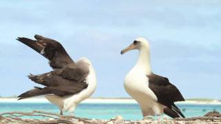 Dancing Laysan Albatrosses [upl. by Barnebas]