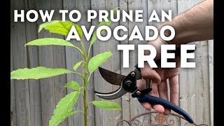 How to Prune an Avocado Tree [upl. by Rajiv438]