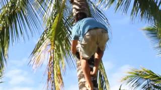 Lifecycle of the coconut tree [upl. by Saiasi]