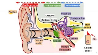 Anatomie de loreille 👂 [upl. by Maddi154]