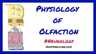 Physiology of Olfaction  Neurology [upl. by Millie]