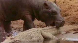 Hippo Vs Crocodile at the water hole Killing Frenzy [upl. by Lambart]