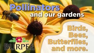 Pollinators And Our Gardens [upl. by Jarita891]