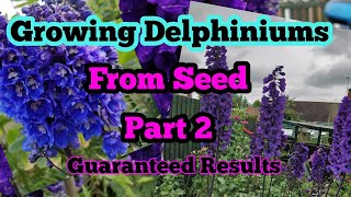 Growing DELPHINIUMS from seed part 2 [upl. by Lleret]