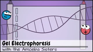 Gel Electrophoresis [upl. by Enelrac]