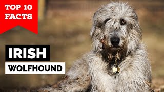 Irish Wolfhound  Top 10 Facts [upl. by Parthenia171]