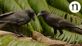 Crow Unique Behaviors [upl. by Yema]