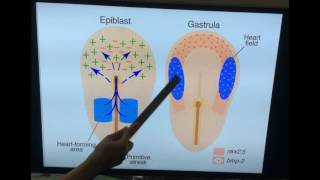 Embryology of Cardiovascular system  Development of heart Part I  Dr Vijaya [upl. by Platas]