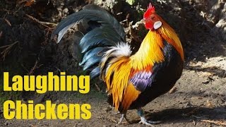 Laughing chickens compilation best bits only [upl. by Hahsi]