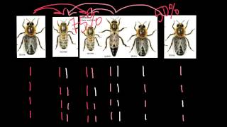 Haplodiploidy in honey bees explained [upl. by Oba]