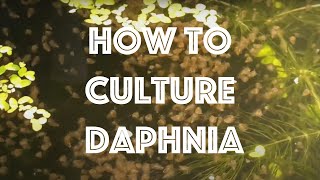 How To Culture Daphnia Magna [upl. by Gaskill]