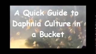 How to culture daphnia outside [upl. by Zerdna]