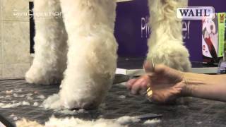 Grooming Guide  Labradoodle  Pro Groomer [upl. by Hsirehc]