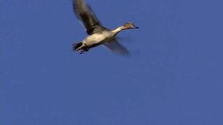 FlyBy Pintail [upl. by Knowle868]