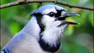 Exceptional Blue Jay Calls [upl. by Hgeilyak652]