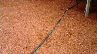 How to mulch with fresh sawdust [upl. by Kiki]