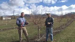 How to Prune Peach Trees [upl. by Elita]