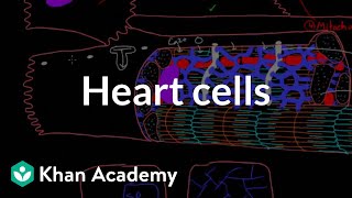 Heart cells up close  Circulatory system physiology  NCLEXRN  Khan Academy [upl. by Terza]