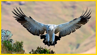 Cape VultureThe Largest South African Raptor  Wildlife Documentary [upl. by Sello]