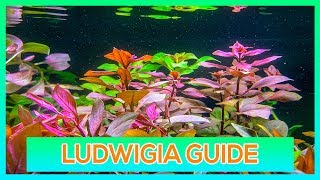 LUDWIGIA REPENS OVALIS SP RED  EASY STEM AQUARIUM PLANT GUIDE [upl. by Ernest289]