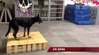 Wendy Bemis Beauceron Trick Dog Champion at Michigan Dog Training [upl. by Eicarg]