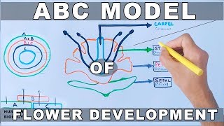 ABC Model of Flower Development [upl. by Aken36]