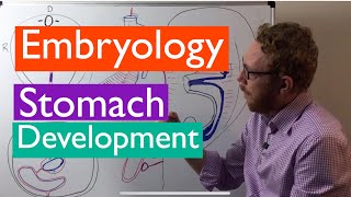 Stomach development  Embryology [upl. by Ailemrac]