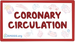 Coronary circulation  an Osmosis Preview [upl. by Einiar]