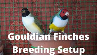 Gouldian finches breeding setupTamil [upl. by Enytsirk]