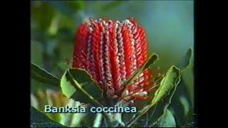 Growing Western Australian Banksias [upl. by Arik]