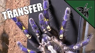 Poecilotheria metallica transfer  BEST ARBOREAL ENCLOSURE design [upl. by Harac68]