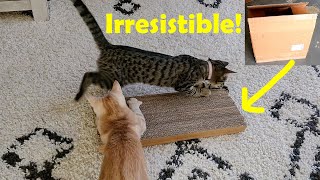 DIY Cat Scratch Board from Cardboards that cats LOVE [upl. by Ztnaj872]