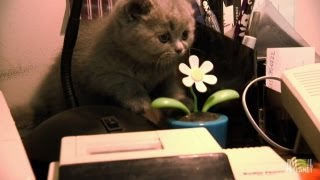 British Shorthairs Wreak Havoc  Too Cute [upl. by Mitch]