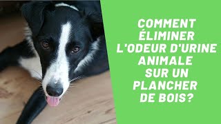 Comment éliminer lodeur durine animale sur un plancher de bois  SOS Odeurs [upl. by Melony]