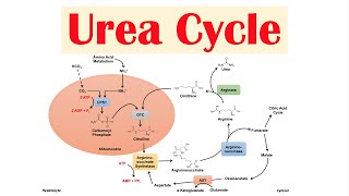 Urea Cycle  Purpose Enzymes amp Regulation [upl. by Beaumont667]