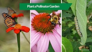 How to Plant a Pollinator Garden [upl. by Euginimod]