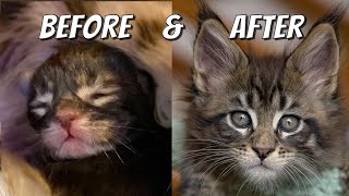 Learn How Maine Coon Kittens Grow  0  10 weeks day by day [upl. by Avigdor]