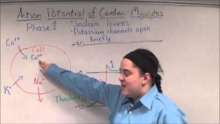 Action Potential of Cardiac Myocytes [upl. by Neelyad172]