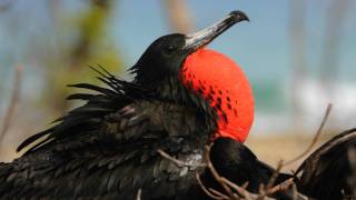 Voices Magnificent Frigatebird [upl. by Ruffina]