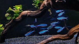 GREEN NEON TETRA CARE  Brilliant Blue Nano Fish for Aquascaping [upl. by Artemla]