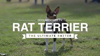 ALL ABOUT RAT TERRIERS THE ULTIMATE RATTER [upl. by Roddie]