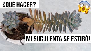 MI SUCULENTA SE ESTIRÓ ¿QUE HACER CON CACTUS O SUCULENTAS ETIOLADAS MILICIENTA [upl. by Javler224]