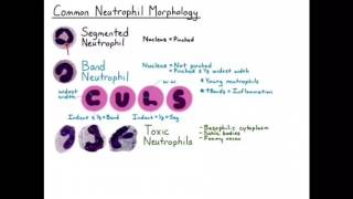 Neutrophil Morphology [upl. by Latoniah]