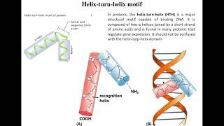 Lecture 4 Helix turn Helix motifs [upl. by Dragde]