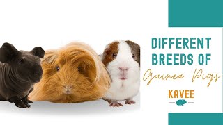 A Quick Guide to Guinea Pig Breeds [upl. by Alaekim]