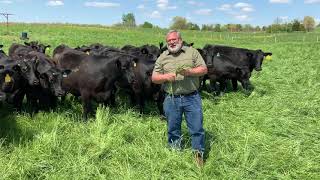 BEEF MINUTES 24 Annual Rye Grass [upl. by Meier]