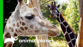 Meet The Beautiful Giraffes Of The Bronx Zoo  The Zoo [upl. by Assenov]