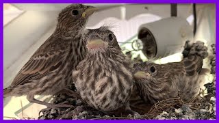 House Finch Fledglings Birds Leaving The Nest [upl. by Oberg]