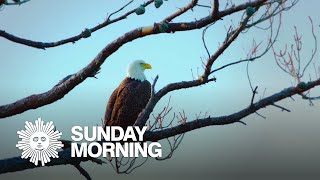 Nature Bald eagle fledglings [upl. by Naga538]