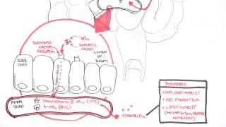 Vitamin B12 Digestion and Absorption [upl. by Spears]